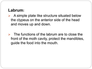 Labrum:
 A simple plate like structure situated below
the clypeus on the anterior side of the head
and moves up and down.
 The functions of the labrum are to close the
front of the moth cavity, protect the mandibles,
guide the food into the mouth.
 