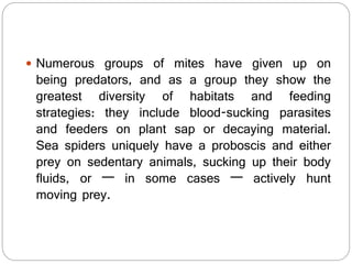  Numerous groups of mites have given up on
being predators, and as a group they show the
greatest diversity of habitats and feeding
strategies: they include blood-sucking parasites
and feeders on plant sap or decaying material.
Sea spiders uniquely have a proboscis and either
prey on sedentary animals, sucking up their body
fluids, or — in some cases — actively hunt
moving prey.
 
