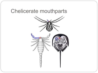 Chelicerate mouthparts
 