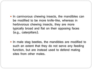  In carnivorous chewing insects, the mandibles can
be modified to be more knife-like, whereas in
herbivorous chewing insects, they are more
typically broad and flat on their opposing faces
(e.g., caterpillars).
 In male stag beetles, the mandibles are modified to
such an extent that they do not serve any feeding
function, but are instead used to defend mating
sites from other males.
 