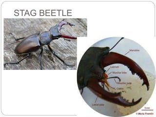 STAG BEETLE
 