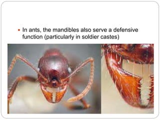  In ants, the mandibles also serve a defensive
function (particularly in soldier castes)
 