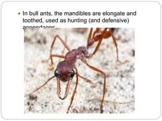  In bull ants, the mandibles are elongate and
toothed, used as hunting (and defensive)
appendages.
 