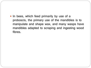  In bees, which feed primarily by use of a
proboscis, the primary use of the mandibles is to
manipulate and shape wax, and many wasps have
mandibles adapted to scraping and ingesting wood
fibres.
 