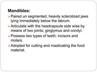 Mandibles:
Paired un segmented, heavily sclerotized jaws
lying immediately below the labrum.
Articulate with the headcapsule side wise by
means of two joints; ginglymus and condyl.
Possess two types of teeth; incisors and
molars.
Adopted for cutting and masticating the food
material.
 