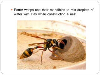  Potter wasps use their mandibles to mix droplets of
water with clay while constructing a nest.
 