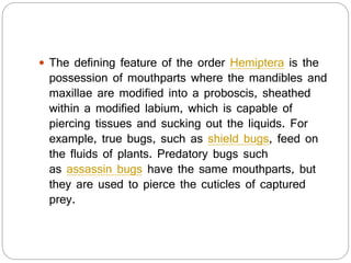  The defining feature of the order Hemiptera is the
possession of mouthparts where the mandibles and
maxillae are modified into a proboscis, sheathed
within a modified labium, which is capable of
piercing tissues and sucking out the liquids. For
example, true bugs, such as shield bugs, feed on
the fluids of plants. Predatory bugs such
as assassin bugs have the same mouthparts, but
they are used to pierce the cuticles of captured
prey.
 