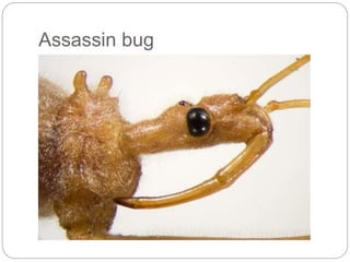 Assassin bug
 