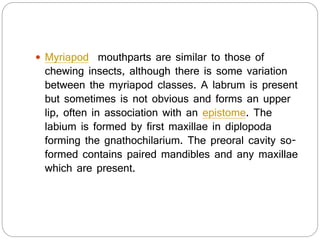  Myriapod mouthparts are similar to those of
chewing insects, although there is some variation
between the myriapod classes. A labrum is present
but sometimes is not obvious and forms an upper
lip, often in association with an epistome. The
labium is formed by first maxillae in diplopoda
forming the gnathochilarium. The preoral cavity so-
formed contains paired mandibles and any maxillae
which are present.
 