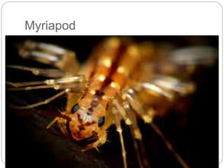Myriapod
 