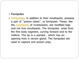  Forcipules
 Centipedes, in addition to their mouthparts, possess
a pair of "poison claws", or forcipules. These, like
the maxillipeds of crustaceans, are modified legs
and not true mouthparts. The forcipules arise from
the first body segment, curving forward and to the
midline. The tip is a pointed , which has an
opening from a venom gland. The forcipules are
used to capture and poison prey.
 
