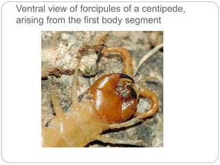 Ventral view of forcipules of a centipede,
arising from the first body segment
 