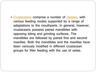  Crustaceans comprise a number of classes, with
various feeding modes supported by a range of
adaptations to the mouthparts. In general, however,
crustaceans possess paired mandibles with
opposing biting and grinding surfaces. The
mandibles are followed by paired first and second
maxillae. Both the mandibles and the maxillae have
been variously modified in different crustacean
groups for filter feeding with the use of setae.
 