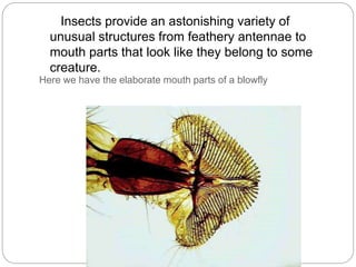 Insects provide an astonishing variety of
unusual structures from feathery antennae to
mouth parts that look like they belong to some
creature.
Here we have the elaborate mouth parts of a blowfly
 