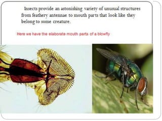 Insect Mouthparts
