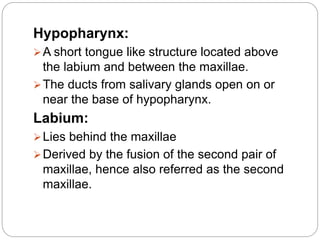 Hypopharynx:
A short tongue like structure located above
the labium and between the maxillae.
The ducts from salivary glands open on or
near the base of hypopharynx.
Labium:
Lies behind the maxillae
Derived by the fusion of the second pair of
maxillae, hence also referred as the second
maxillae.
 