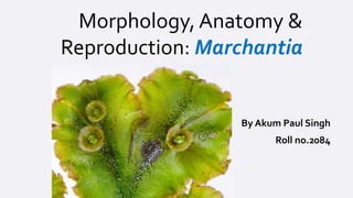 Morphology, Anatomy & 
Reproduction: Marchantia 
By Akum Paul Singh 
Roll no.2084 
 