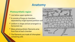 Anatomy 
Photosynthetic region 
• Lies below upper epidermis 
• It consists of large air chambers 
separated by single layered partition wall 
• Uniform in shape and are arranged in a 
horizontal row 
• Many photosynthetic filaments arise 
from foot of each chamber 
• The filaments are made of chloroplast 
containing cells 
 