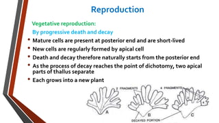 Reproduction 
Vegetative reproduction: 
By progressive death and decay 
• Mature cells are present at posterior end and are short-lived 
• New cells are regularly formed by apical cell 
• Death and decay therefore naturally starts from the posterior end 
• As the process of decay reaches the point of dichotomy, two apical 
parts of thallus separate 
• Each grows into a new plant 
 