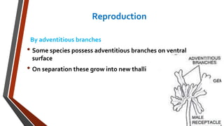 Reproduction 
By adventitious branches 
• Some species possess adventitious branches on ventral 
surface 
• On separation these grow into new thalli 
 