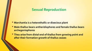 Sexual Reproduction 
• Marchantia is a heterothallic or dioecious plant 
• Male thallus bears antheridiophores and female thallus bears 
archegoniophores 
• They arise from distal end of thallus from growing point and 
after their formation growth of thallus ceases 
 