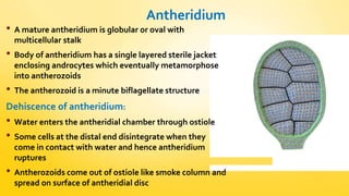 Antheridium 
• A mature antheridium is globular or oval with 
multicellular stalk 
• Body of antheridium has a single layered sterile jacket 
enclosing androcytes which eventually metamorphose 
into antherozoids 
• The antherozoid is a minute biflagellate structure 
Dehiscence of antheridium: 
• Water enters the antheridial chamber through ostiole 
• Some cells at the distal end disintegrate when they 
come in contact with water and hence antheridium 
ruptures 
• Antherozoids come out of ostiole like smoke column and 
spread on surface of antheridial disc 
 