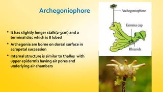 Archegoniophore 
• It has slightly longer stalk(2-5cm) and a 
terminal disc which is 8 lobed 
• Archegonia are borne on dorsal surface in 
acropetal succession 
• Internal structure is similar to thallus with 
upper epidermis having air pores and 
underlying air chambers 
 