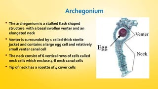 Archegonium 
• The archegonium is a stalked flask shaped 
structure with a basal swollen venter and an 
elongated neck 
• Venter is surrounded by 1 celled thick sterile 
jacket and contains a large egg cell and relatively 
small venter canal cell 
• The neck consist of 6 vertical rows of cells called 
neck cells which enclose 4-8 neck canal cells 
• Tip of neck has a rosette of 4 cover cells 
 