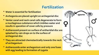 Fertilization 
• Water is essential for fertilization 
• Archegonia are placed upright on archegonial disc 
• Venter canal and neck canal cells degenerate to form 
a mucilaginous substance which imbibes water and 
results in sparation of cover cells by pressure 
• Antherozoid present on surface of antheridial disc are 
splashed by rain drops on to the surface of 
archegonial disc 
• They are attracted chemotactically towards the neck 
of archegonium 
• Antherozoids enter archegonium and only one fuses 
with egg leading to formation of zygote 
 