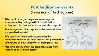 Post fertilization events 
(Inversion of Archegonia) 
• After fertilization, archegoniophore elongates 
accompanied by rapid growth of central part of 
archegonial disc that leads to inversion of archegonia 
• The arrangement of archegonia is also reversed from 
acropetal to basipetal 
• This process of inversion is accompanied by 
development of one cell thick tissue called perichaetium 
or involucre on both sides of each archegonial row 
• Also long, green, finger-like projections arise from 
margins of disc known as Rays 
 