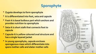 Sporophyte 
• Zygote develops to form sporophyte 
• It is differentiated into foot, seta and capsule 
• Foot-It is basal bulbous part which anchors and 
provides nutrition to sporophyte 
• Seta-It is short stalk that connects foot to 
capsule 
• Capsule-It is yellow coloured oval structure and 
has a single layered jacket 
• In young sporophyte, capsule encloses 
sporogenous mass which differentiate into 
spore mother cells and elater mother cells 
 