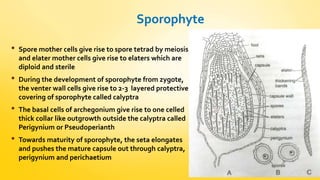 Sporophyte 
• Spore mother cells give rise to spore tetrad by meiosis 
and elater mother cells give rise to elaters which are 
diploid and sterile 
• During the development of sporophyte from zygote, 
the venter wall cells give rise to 2-3 layered protective 
covering of sporophyte called calyptra 
• The basal cells of archegonium give rise to one celled 
thick collar like outgrowth outside the calyptra called 
Perigynium or Pseudoperianth 
• Towards maturity of sporophyte, the seta elongates 
and pushes the mature capsule out through calyptra, 
perigynium and perichaetium 
 