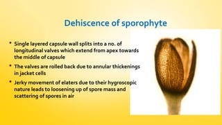 Dehiscence of sporophyte 
• Single layered capsule wall splits into a no. of 
longitudinal valves which extend from apex towards 
the middle of capsule 
• The valves are rolled back due to annular thickenings 
in jacket cells 
• Jerky movement of elaters due to their hygroscopic 
nature leads to loosening up of spore mass and 
scattering of spores in air 
 