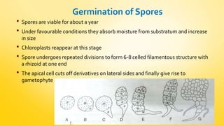 Germination of Spores 
• Spores are viable for about a year 
• Under favourable conditions they absorb moisture from substratum and increase 
in size 
• Chloroplasts reappear at this stage 
• Spore undergoes repeated divisions to form 6-8 celled filamentous structure with 
a rhizoid at one end 
• The apical cell cuts off derivatives on lateral sides and finally give rise to 
gametophyte 
 