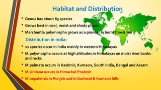 Habitat and Distribution 
• Genus has about 65 species 
• Grows best in cool, moist and shady places 
• Marchantia polymorpha grows as a pioneer in burnt forest soil 
Distribution in India: 
• 11 species occur in India mainly in western Himalayas 
• M.polymorpha occurs at high altitudes in Himalayas on moist river banks 
and rocks 
• M.palmate occurs in Kashmir, Kumaon, South India, Bengal and Assam 
• M.simlana occurs in Himachal Pradesh 
• M.nepalensis in Punjab and in Garhwal & Kumaon hills 
 