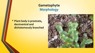 Gametophyte 
Morphology 
• Plant body is prostrate, 
dorsiventral and 
dichotomously branched 
 
