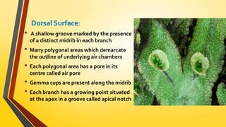 Dorsal Surface: 
• A shallow groove marked by the presence 
of a distinct midrib in each branch 
• Many polygonal areas which demarcate 
the outline of underlying air chambers 
• Each polygonal area has a pore in its 
centre called air pore 
• Gemma cups are present along the midrib 
• Each branch has a growing point situated 
at the apex in a groove called apical notch 
 