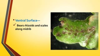 • Ventral Surface— 
 Bears rhizoids and scales 
along midrib 
 