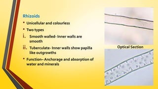 Rhizoids 
• Unicellular and colourless 
• Two types 
i. Smooth walled- Inner walls are 
smooth 
ii. Tuberculate- Inner walls show papilla 
like outgrowths 
• Function– Anchorage and absorption of 
water and minerals 
Optical Section 
 