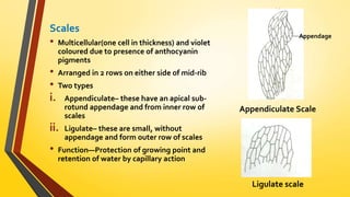 Scales 
• Multicellular(one cell in thickness) and violet 
coloured due to presence of anthocyanin 
pigments 
• Arranged in 2 rows on either side of mid-rib 
• Two types 
i. Appendiculate– these have an apical sub-rotund 
appendage and from inner row of 
scales 
ii. Ligulate– these are small, without 
appendage and form outer row of scales 
• Function—Protection of growing point and 
retention of water by capillary action 
Appendage 
Appendiculate Scale 
Ligulate scale 
 