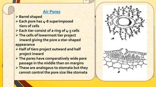 Anatomy 
Air Pores 
A cross-section of thallus shows shows 3 distinct regions: 
(i) Epidermal region (ii) Photosynthetic region (iii) Storage region 
 Barrel shaped 
 Each pore has 4-8 superimposed 
tiers of cells 
Epidermal Region 
• Includes upper and lower epidermis 
• Upper epidermis forms protective covering 
over photosynthetic region 
• Has many air pores that open internally into 
air chambers 
• Lower epidermis forms lowermost layer of 
thallus 
• Cells of lower epidermis give rise to rhizoids 
 Each tier consist of a ring of 4-5 cells 
 The cells of lowermost tier project 
inward giving the pore a star-shaped 
appearance 
 Half of tiers project outward and half 
project inward 
 The pores have comparatively wide pore 
passage in the middle than on margins 
 These are analogous to stomata but they 
cannot control the pore size like stomata 
 
