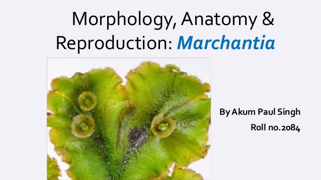 Marchantia