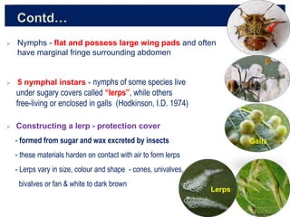 Morphology and adaptations of immature stages of hemiptera | PPTX