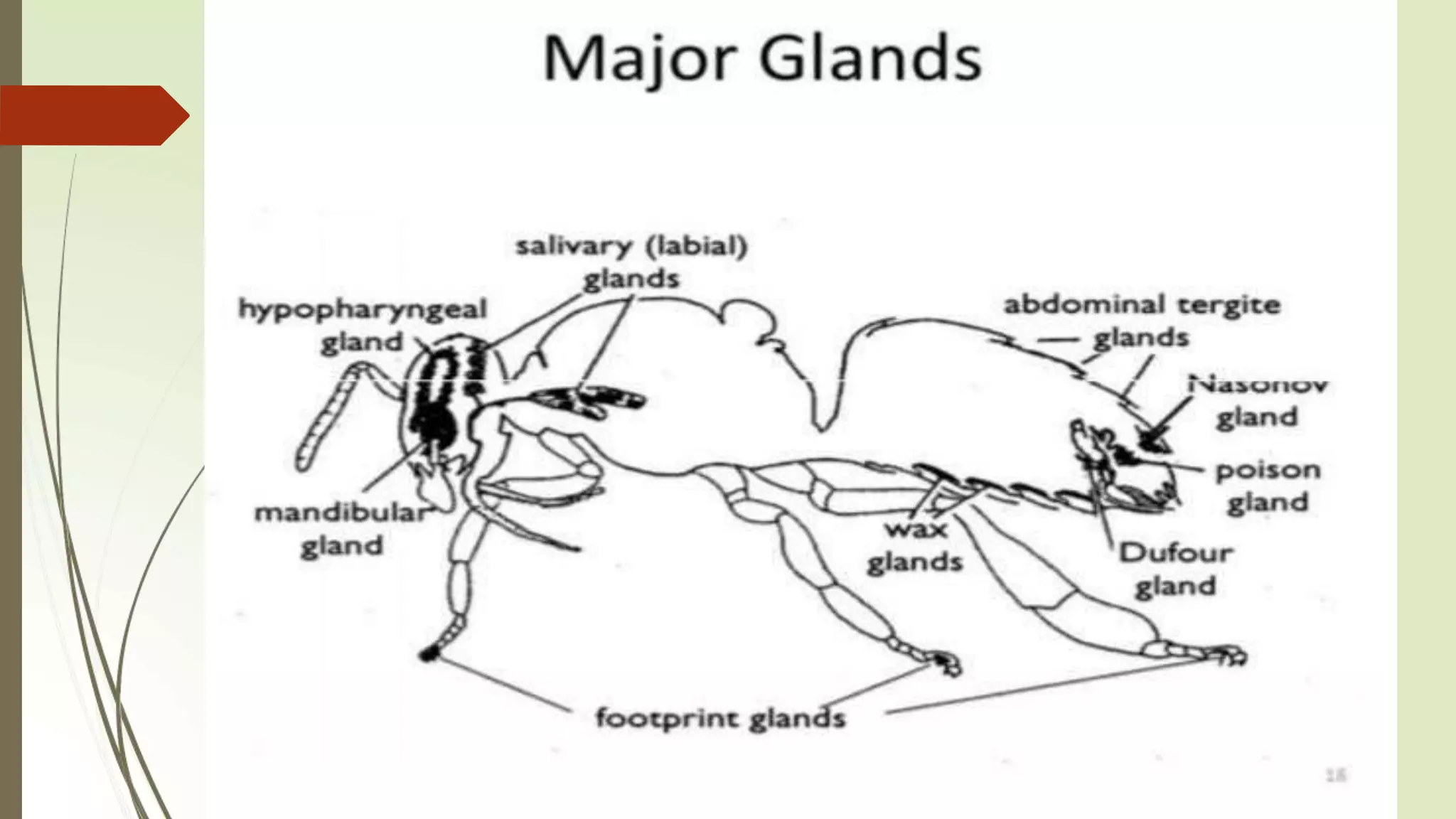 Morphology and anatomy of honeybee | PPTX