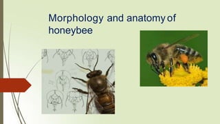 Morphology and anatomy of
honeybee
 