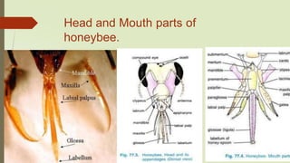 Head and Mouth parts of
honeybee.
 
