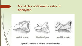 Mandibles of different castes of
honeybee.
 