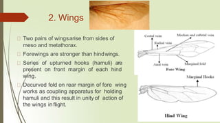 2. Wings
Two pairs of wingsarise from sides of
meso and metathorax.
Forewings are stronger than hindwings.
Series of upturned hooks (hamuli) are
present on front margin of each hind
wing.
Decurved fold on rear margin of fore wing
works as coupling apparatus for holding
hamuli and this result in unity of action of
the wings inflight.
 