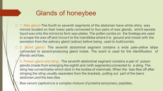 Glands of honeybee
1. Wax gland:-The fourth to seventh segments of the abdomen have white shiny wax
mirrors located on their lower parts connected to four pairs of wax glands, which secrete
liquid wax onto the mirrors to form wax plates. The pollen combs on the forelegs are used
to scrape the wax off and move it to the mandibles where it is ground and mixed with the
secretion from the salivary gland (saliva) before being used to build combs.
2. Scent gland:- The seventh abdominal segment contains a wide pale-yellow stripe
connected to ascent-producing gland inside. The scent is used for the identification of
friends and foes.
3. Poison gland and sting:- The seventh abdominal segment contains a pair of poison
glands (made from emerging the eighth and ninth segments) connected to a sting. The
sting has curved barbs which stick in the bodies of mammals. When the bee flies off after
stinging,the sting usually separates from the brackets, pulling out part of the bee’s
abdomen,and the bee dies.
Bee venom (apitoxin)is a complex mixture of proteins (enzymes), peptides,
 