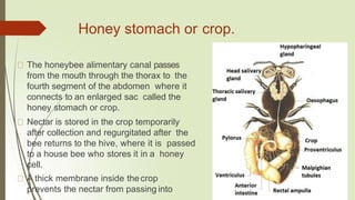 Honey stomach or crop.
The honeybee alimentary canal passes
from the mouth through the thorax to the
fourth segment of the abdomen where it
connects to an enlarged sac called the
honey stomach or crop.
Nectar is stored in the crop temporarily
after collection and regurgitated after the
bee returns to the hive, where it is passed
to a house bee who stores it in a honey
cell.
A thick membrane inside thecrop
prevents the nectar from passing into
 